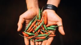 Kandungan capsaicin dalam cabai dapat membantu menurunkan kadar kolesterol jahat (LDL) dan trigliserida dalam darah.Kandungan capsaicin dalam cabai dapat membantu menurunkan kadar kolesterol jahat (LDL) dan trigliserida dalam darah. (Pexels/Bence Szemerey)